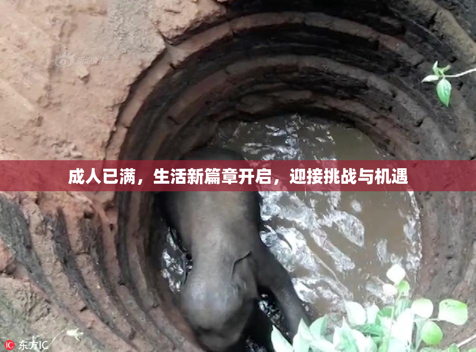 成人已满，生活新篇章开启，迎接挑战与机遇