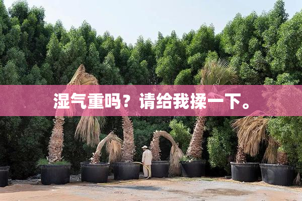 湿气重吗？请给我揉一下。
