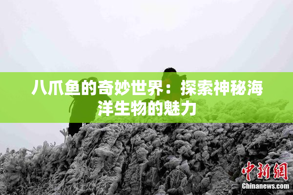 八爪鱼的奇妙世界：探索神秘海洋生物的魅力
