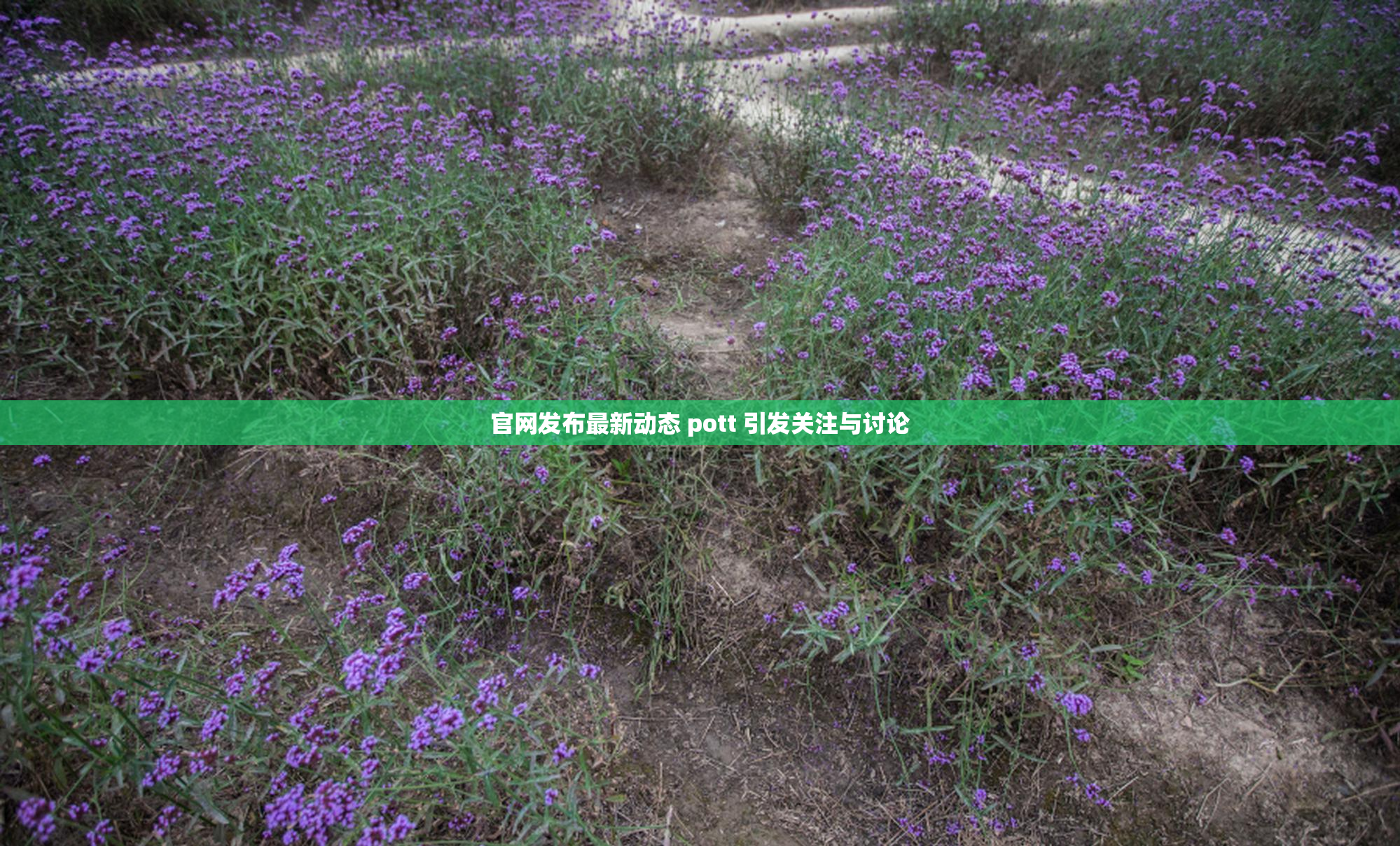 官网发布最新动态 pott 引发关注与讨论