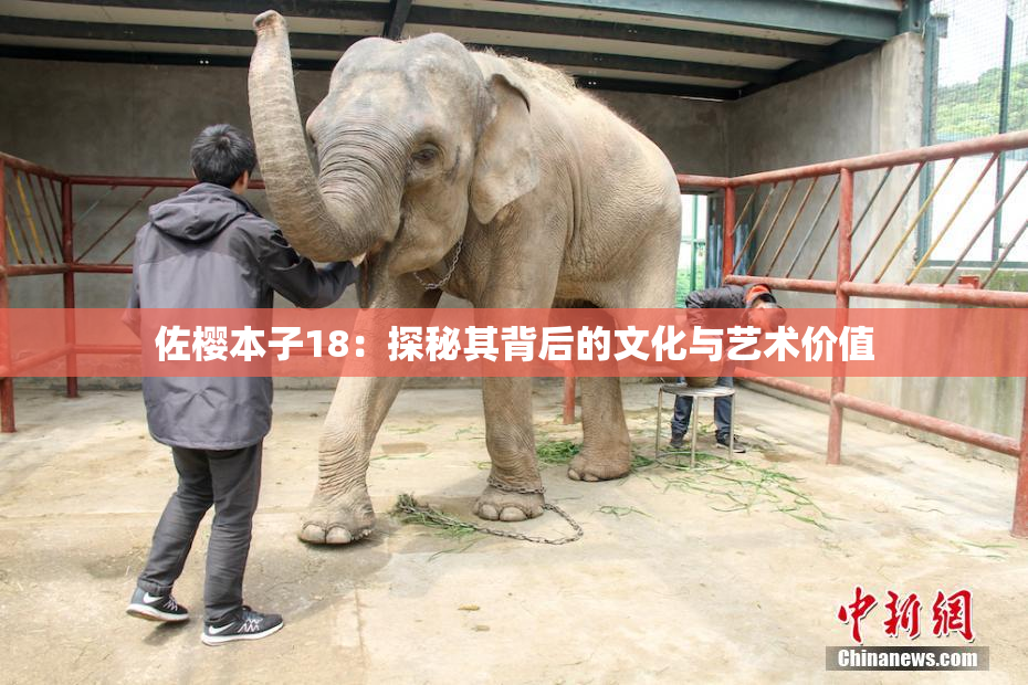 佐樱本子18：探秘其背后的文化与艺术价值