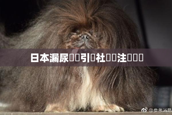日本漏尿問題引發社會關注與討論