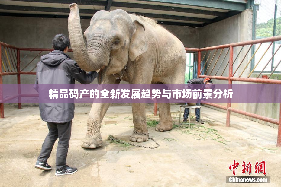 精品码产的全新发展趋势与市场前景分析