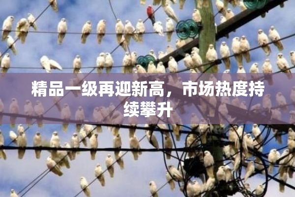 精品一级再迎新高，市场热度持续攀升