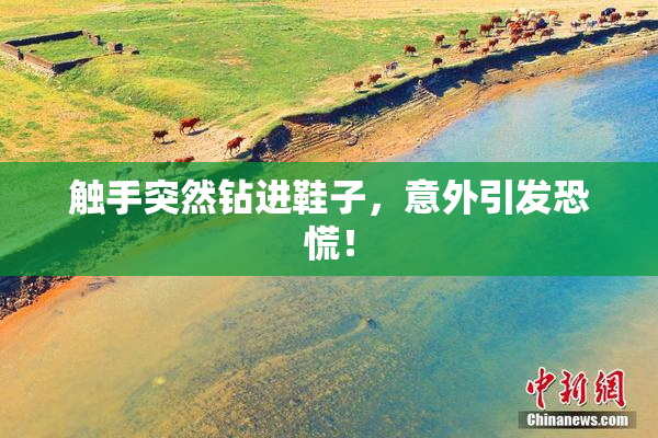 触手突然钻进鞋子，意外引发恐慌！