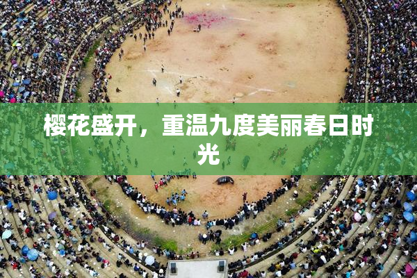 樱花盛开，重温九度美丽春日时光