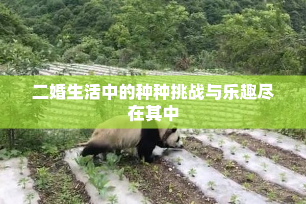 二婚生活中的种种挑战与乐趣尽在其中