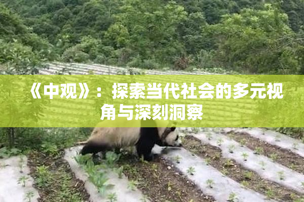 《中观》：探索当代社会的多元视角与深刻洞察