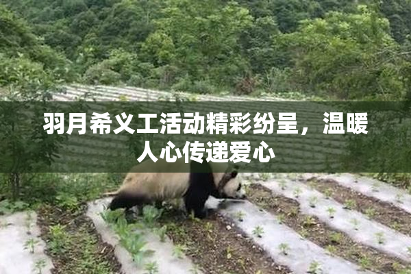 羽月希义工活动精彩纷呈，温暖人心传递爱心