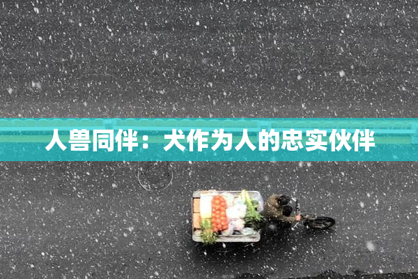 人兽同伴：犬作为人的忠实伙伴