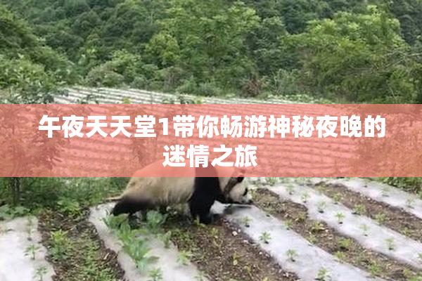 午夜天天堂1带你畅游神秘夜晚的迷情之旅