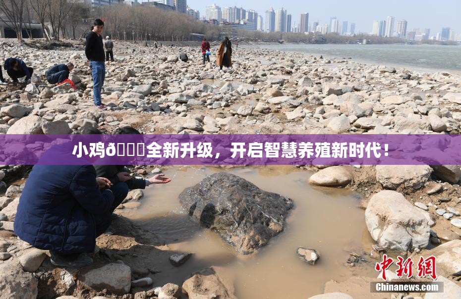 小鸡🐔全新升级，开启智慧养殖新时代！