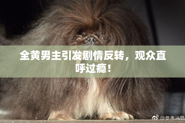 全黄男主引发剧情反转，观众直呼过瘾！