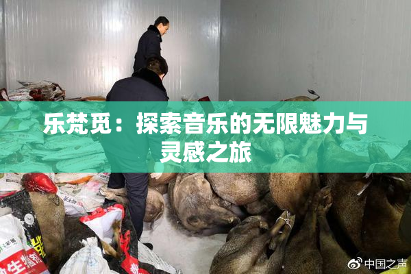 乐梵觅：探索音乐的无限魅力与灵感之旅