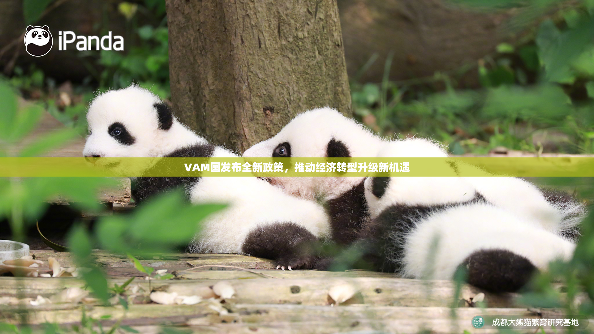 VAM国发布全新政策，推动经济转型升级新机遇
