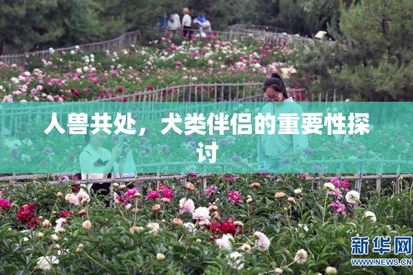人兽共处，犬类伴侣的重要性探讨