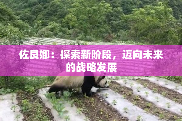 佐良娜：探索新阶段，迈向未来的战略发展