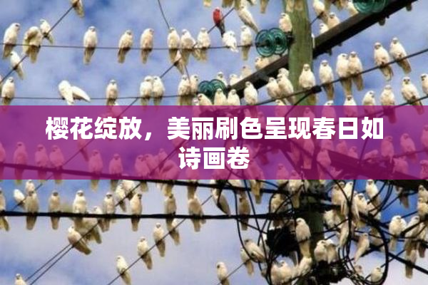 樱花绽放，美丽刷色呈现春日如诗画卷