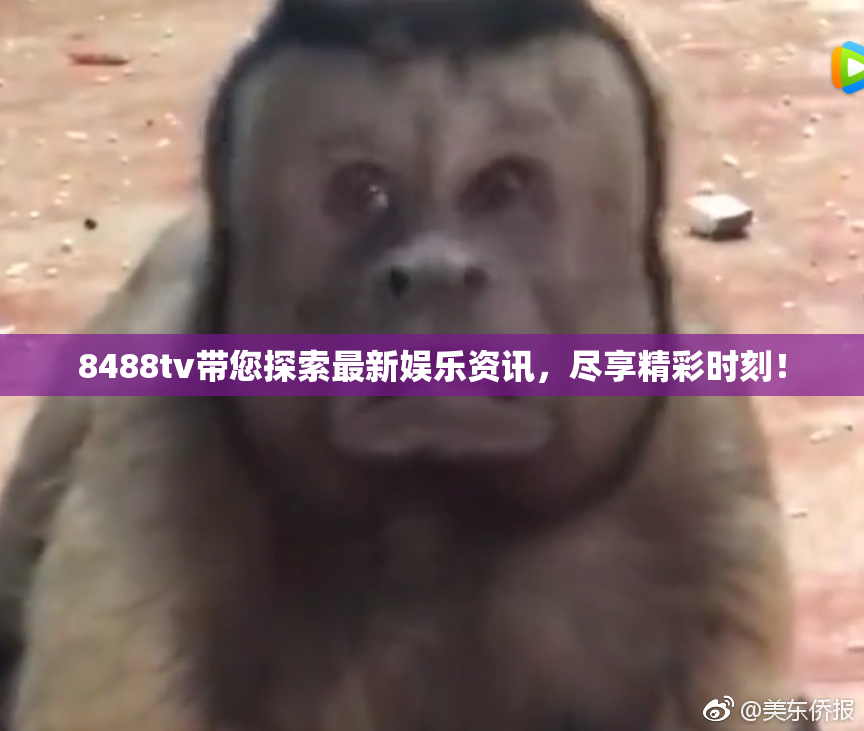 8488tv带您探索最新娱乐资讯，尽享精彩时刻！