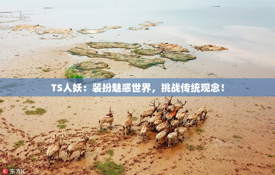 TS人妖：装扮魅惑世界，挑战传统观念！