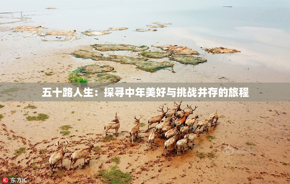 五十路人生：探寻中年美好与挑战并存的旅程