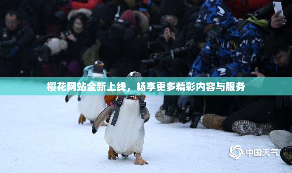 樱花网站全新上线，畅享更多精彩内容与服务