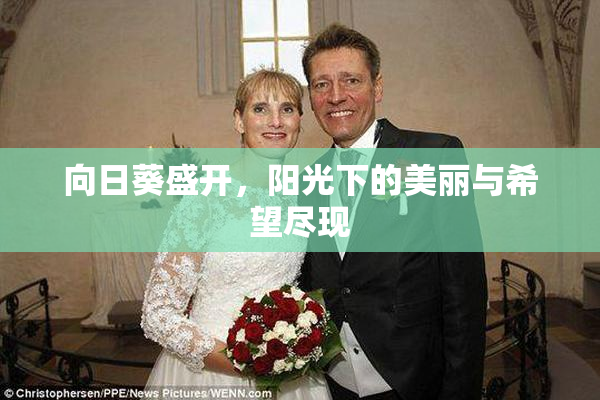 向日葵盛开，阳光下的美丽与希望尽现