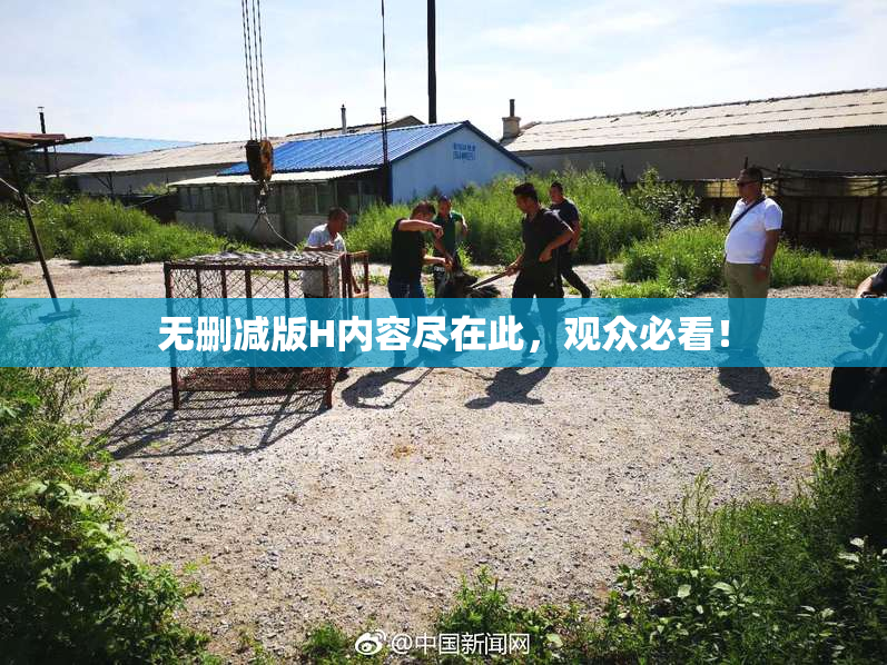 无删减版H内容尽在此，观众必看！