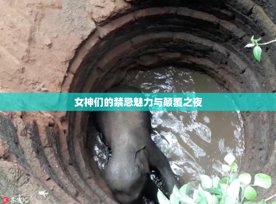 女神们的禁忌魅力与颠覆之夜