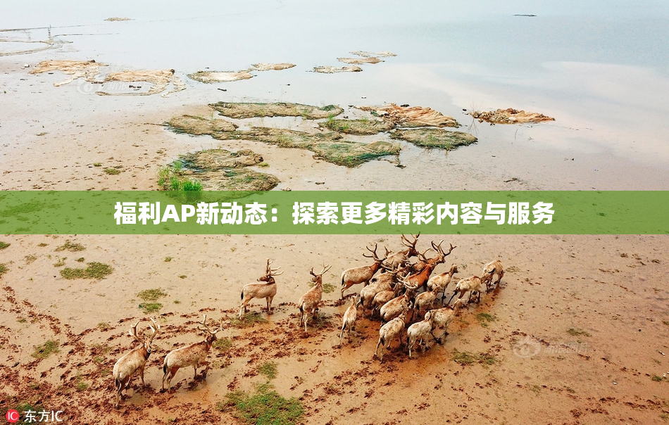 福利AP新动态：探索更多精彩内容与服务