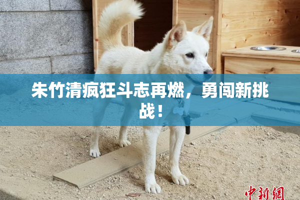 朱竹清疯狂斗志再燃，勇闯新挑战！