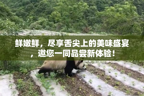 鲜嫩鲜，尽享舌尖上的美味盛宴，邀您一同品尝新体验！