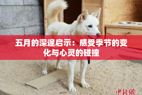 五月的深邃启示：感受季节的变化与心灵的碰撞