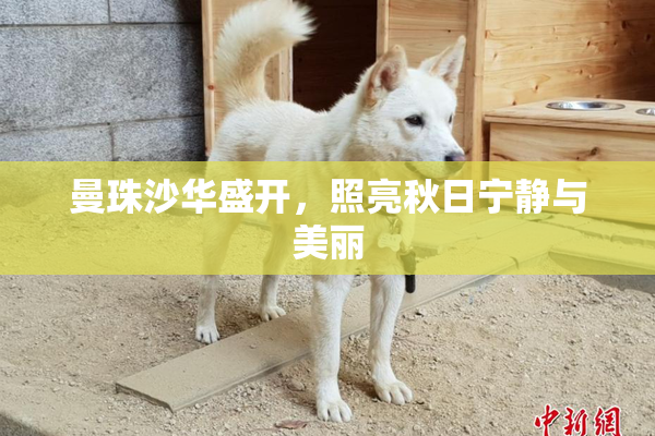 曼珠沙华盛开，照亮秋日宁静与美丽