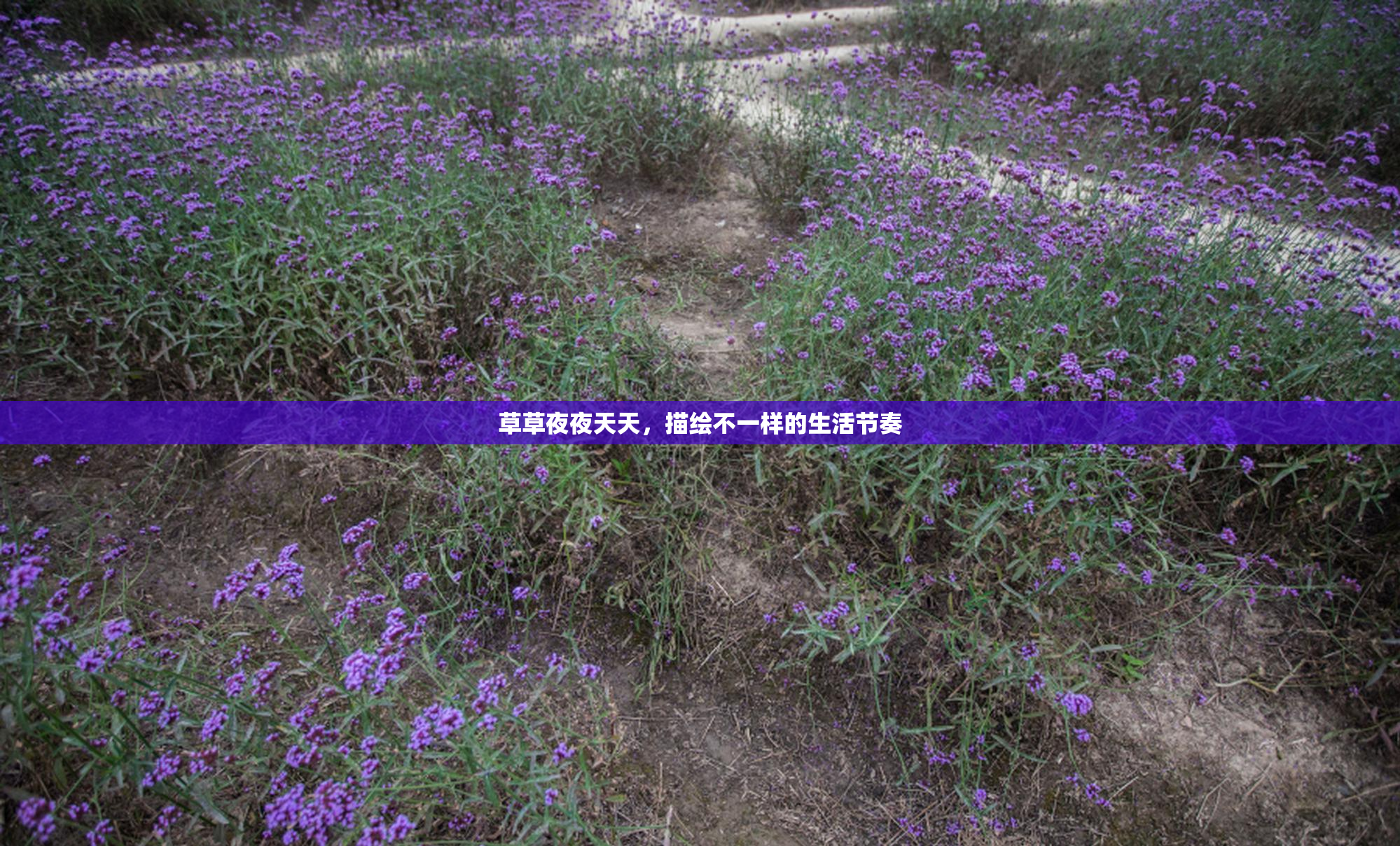 草草夜夜天天，描绘不一样的生活节奏