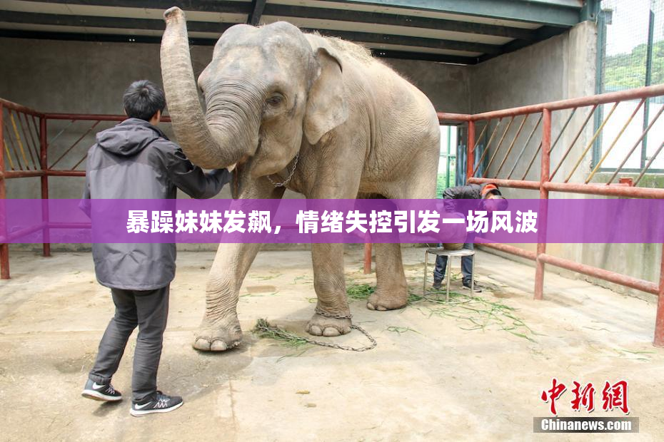 暴躁妹妹发飙，情绪失控引发一场风波