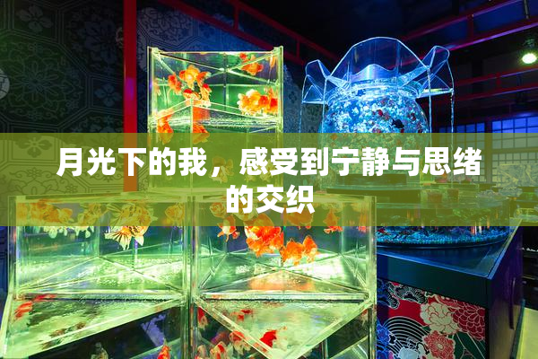 月光下的我，感受到宁静与思绪的交织