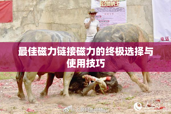 最佳磁力链接磁力的终极选择与使用技巧