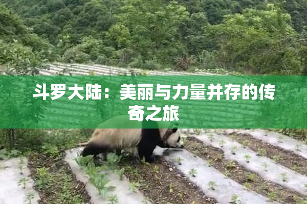 斗罗大陆：美丽与力量并存的传奇之旅