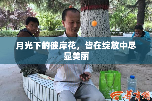 月光下的彼岸花，皆在绽放中尽显美丽