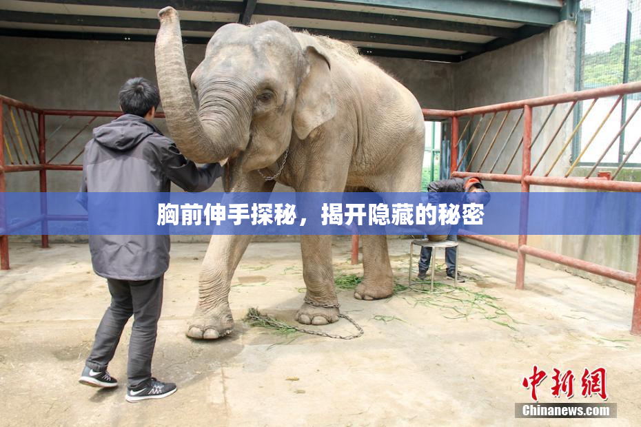 胸前伸手探秘，揭开隐藏的秘密