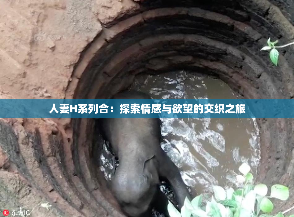 人妻H系列合：探索情感与欲望的交织之旅