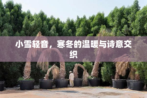 小雪轻音，寒冬的温暖与诗意交织