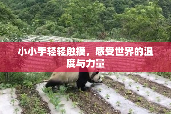 小小手轻轻触摸，感受世界的温度与力量