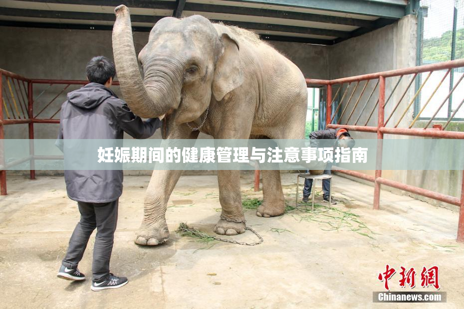 妊娠期间的健康管理与注意事项指南