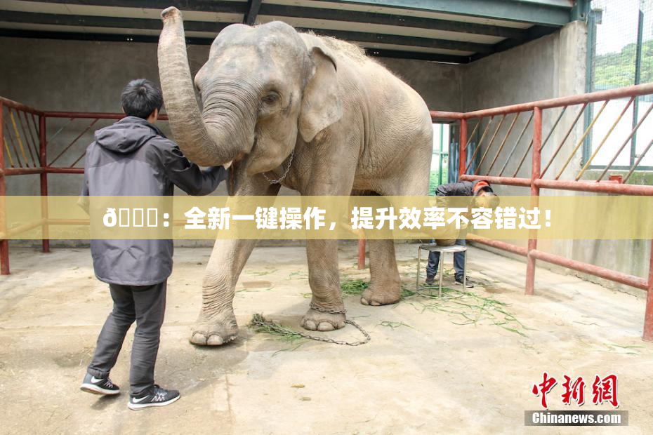 🔞：全新一键操作，提升效率不容错过！