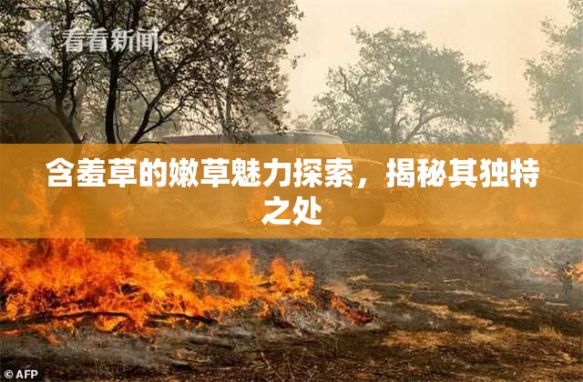 含羞草的嫩草魅力探索，揭秘其独特之处