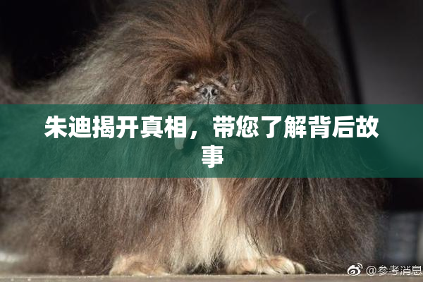 朱迪揭开真相，带您了解背后故事