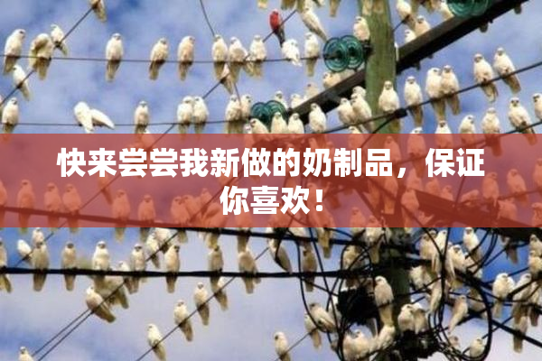 快来尝尝我新做的奶制品，保证你喜欢！