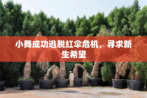 小舞成功逃脱红伞危机，寻求新生希望